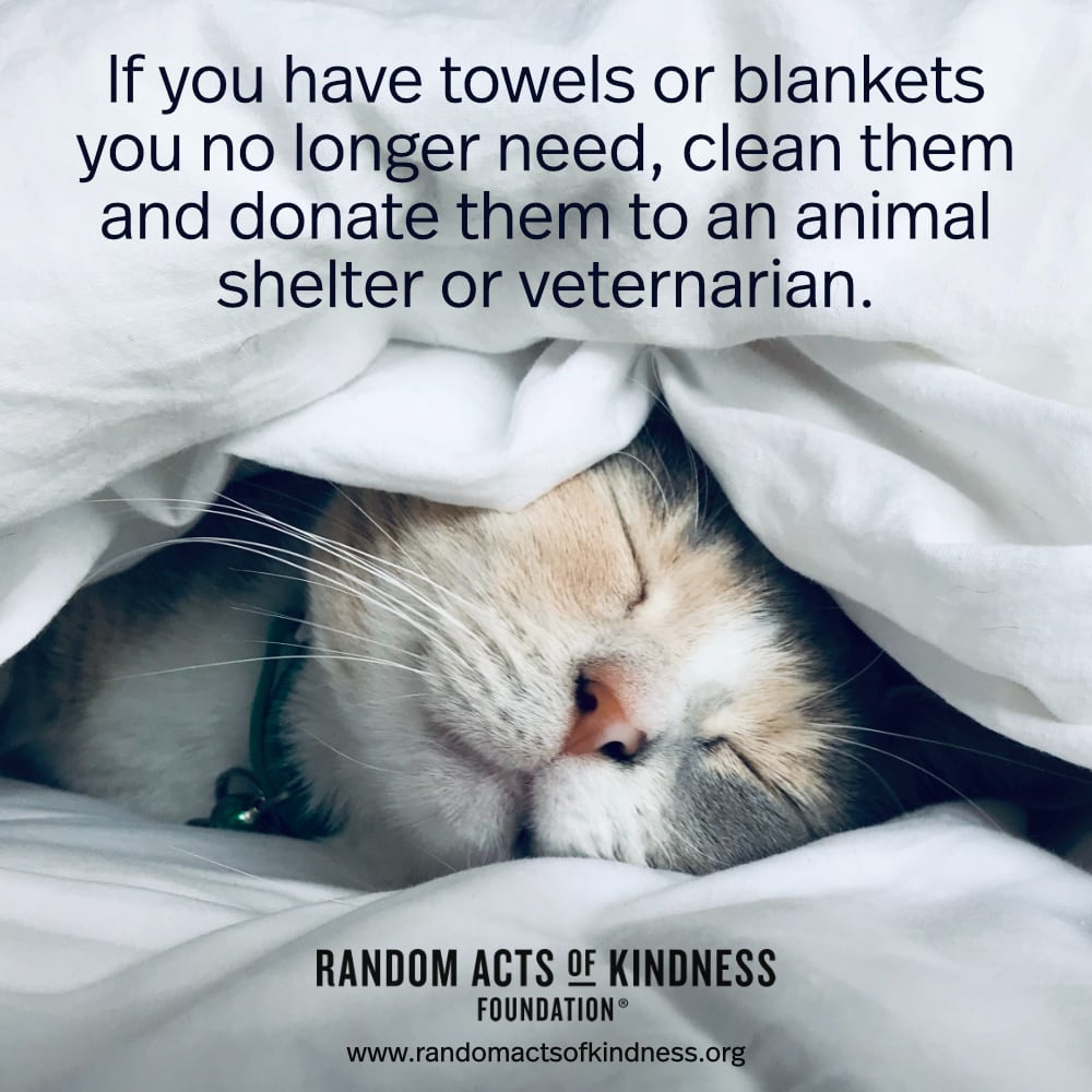 If you have towels or blankets you no longer need, clean them and donate them to an animal shelter or veternarian. —Brooke