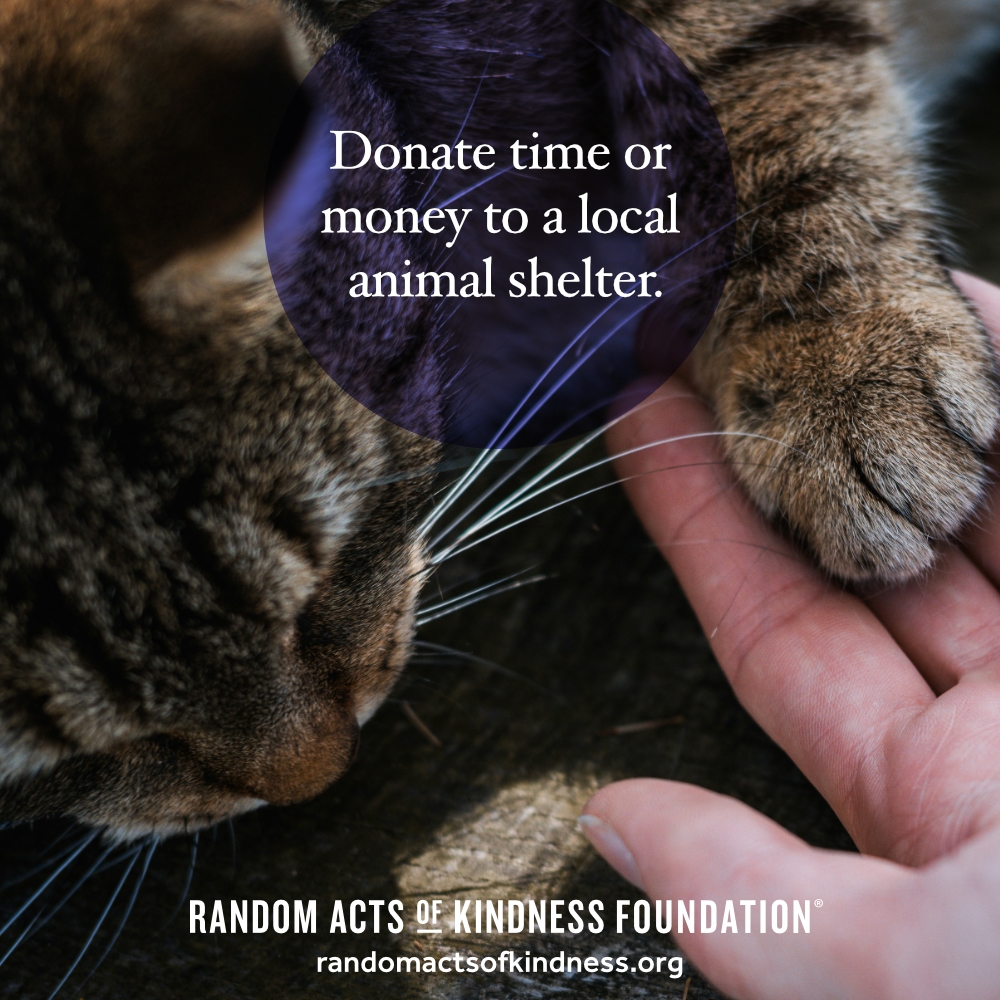 Donate time or money to a local animal shelter. —Brooke