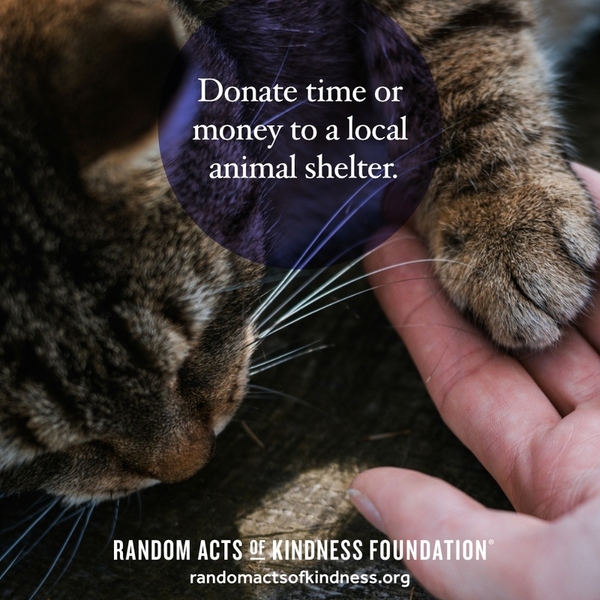 Donate time or money to a local animal shelter. —Brooke